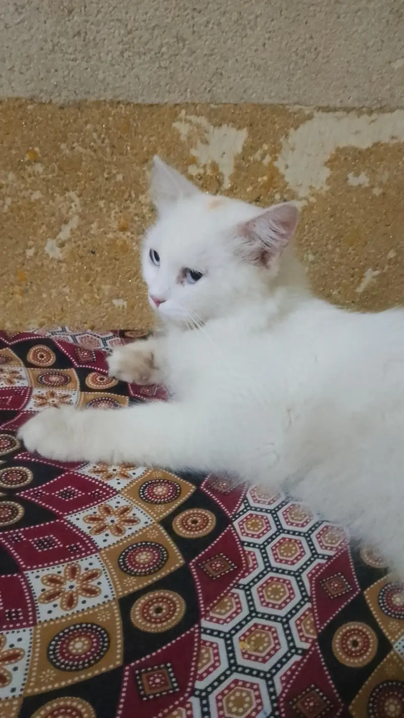 White persian cat with blue eyes — photo 2