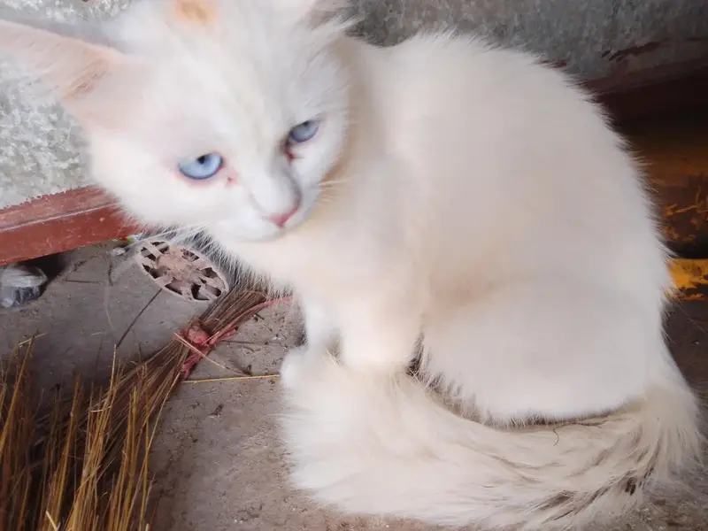 White persian cat with blue eyes — photo 3