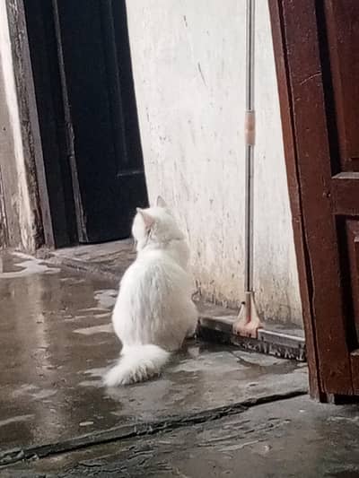 urgent sale