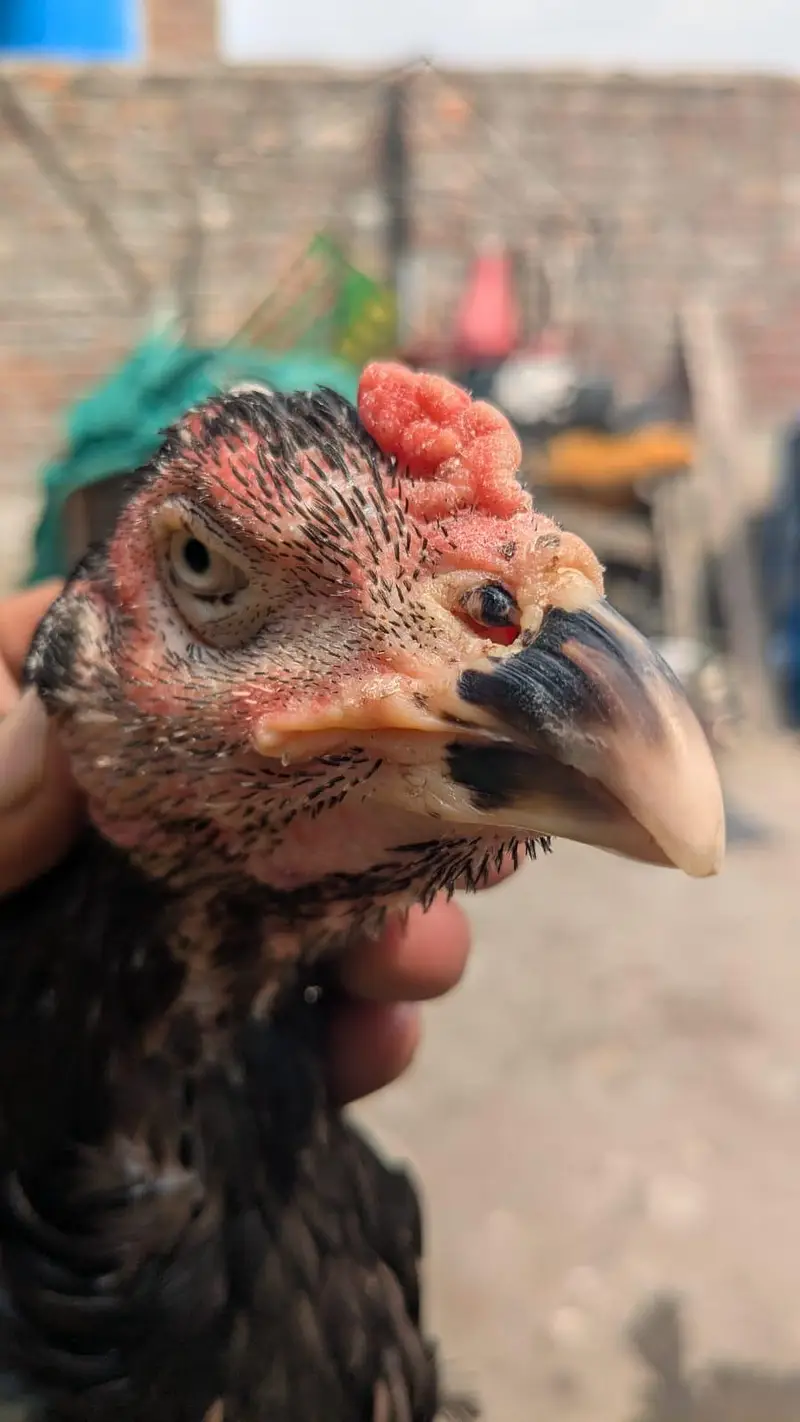 Indian rampuri read add plz — photo 2