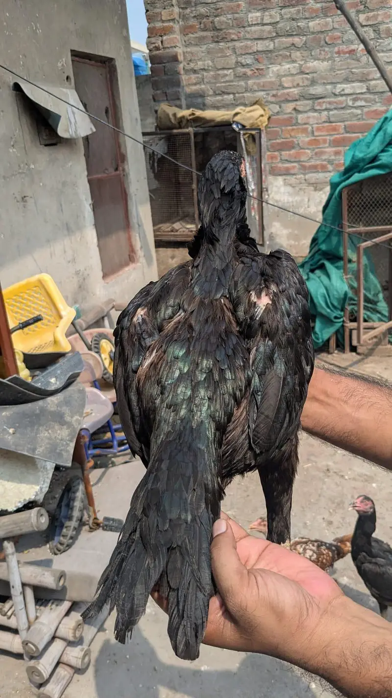 Indian rampuri read add plz — photo 4