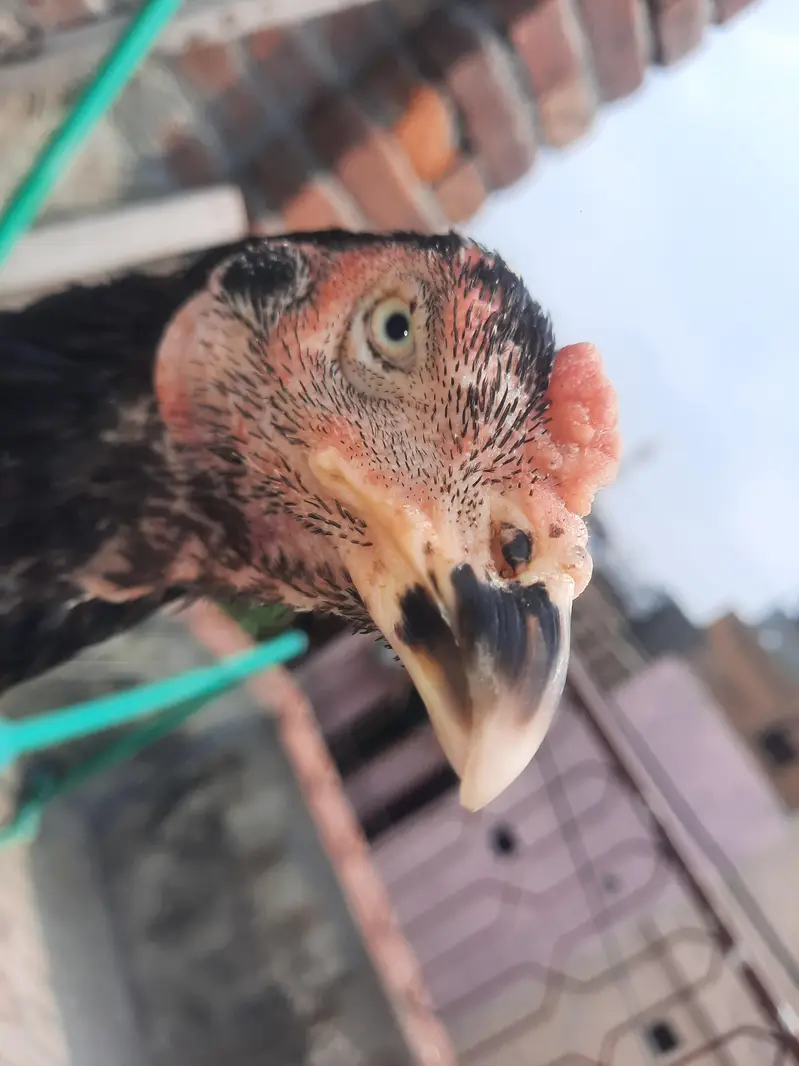 Indian rampuri read add plz — photo 5