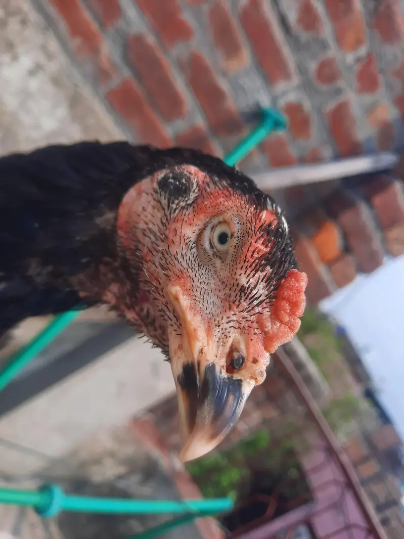 Indian rampuri read add plz — photo 6