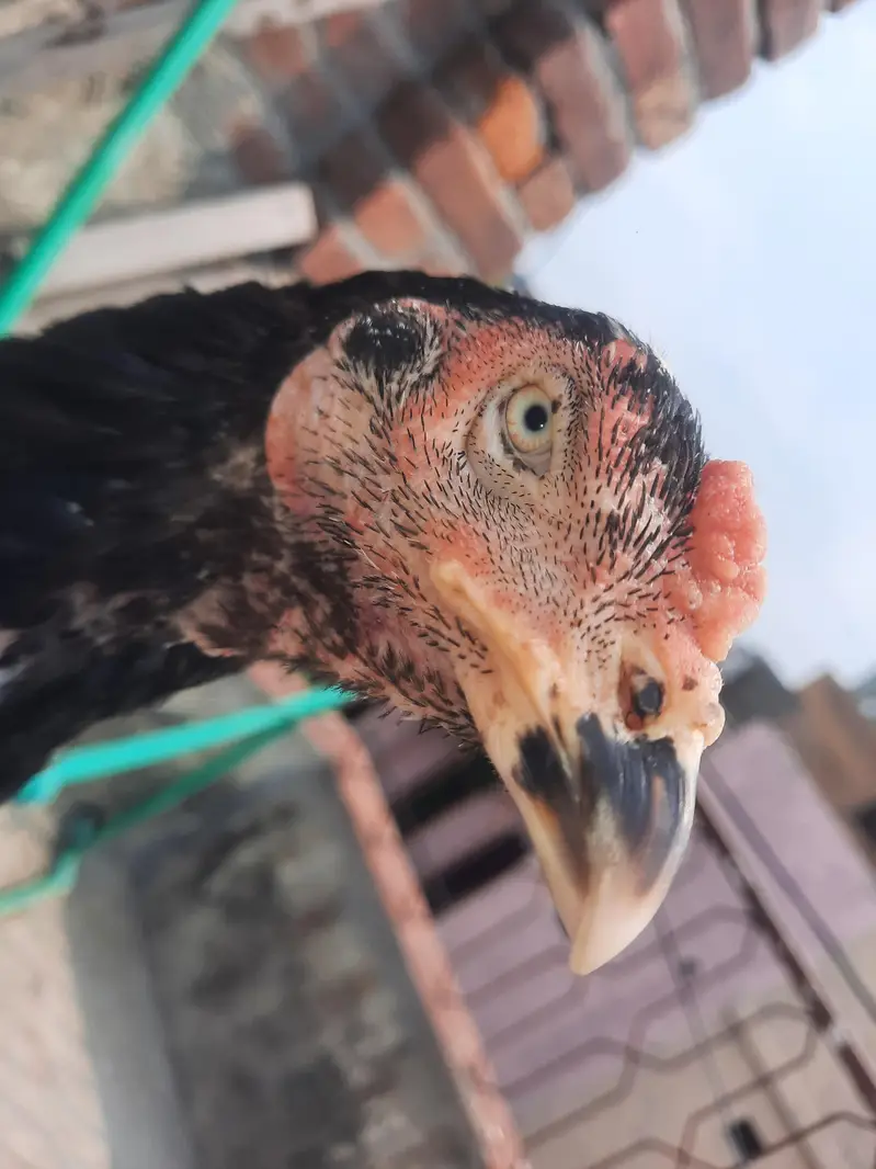Indian rampuri read add plz — photo 7