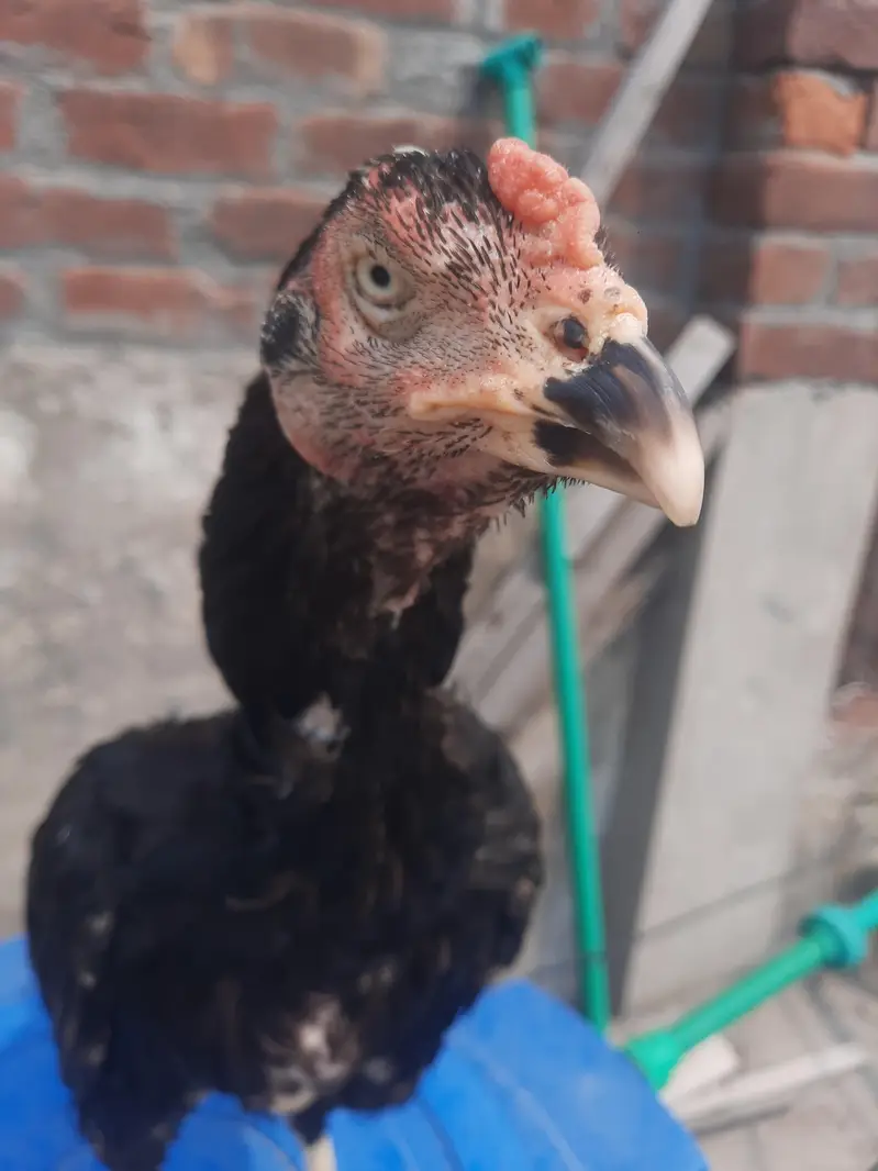 Indian rampuri read add plz — photo 8