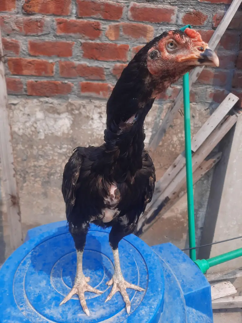Indian rampuri read add plz — photo 9