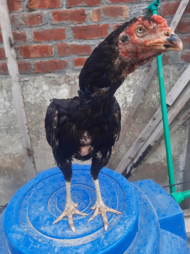 Indian rampuri read add plz — photo 10