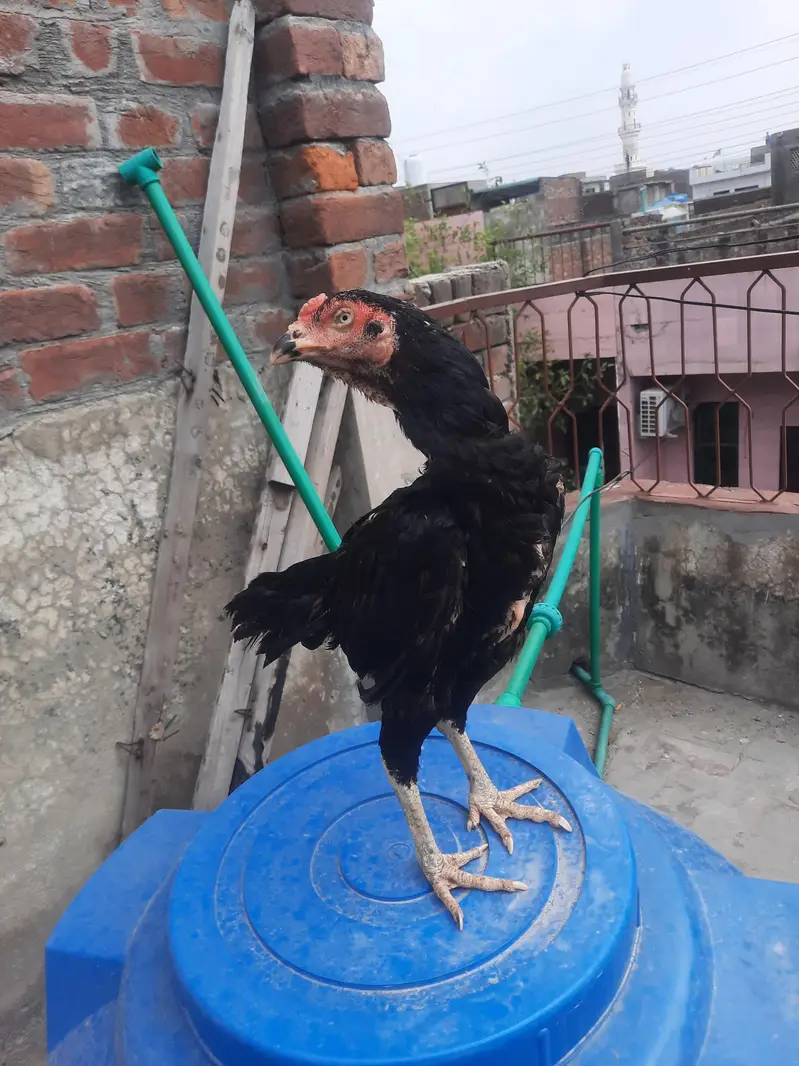 Indian rampuri read add plz — photo 11