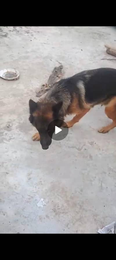 German shepherd female breeder f/male
