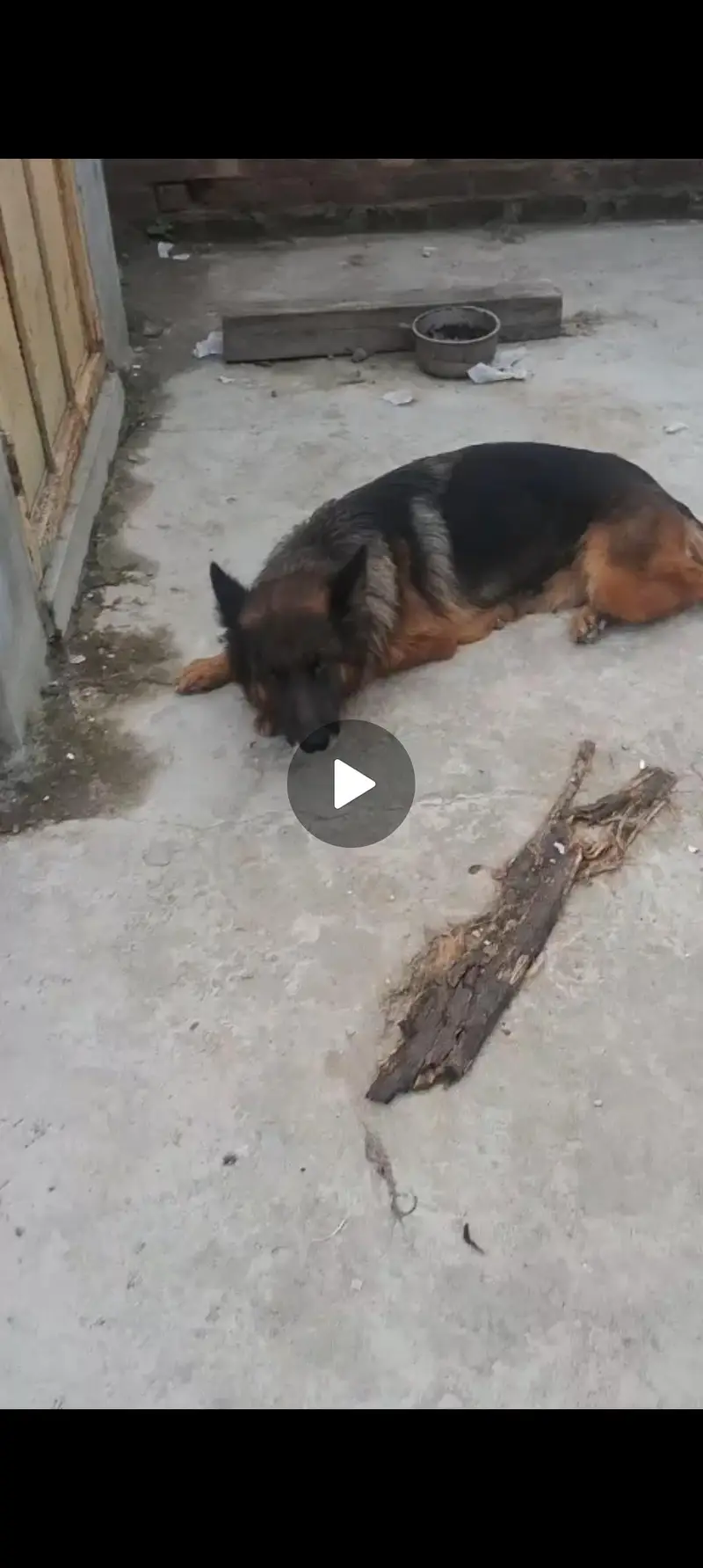 German shepherd female breeder f/male — photo 2