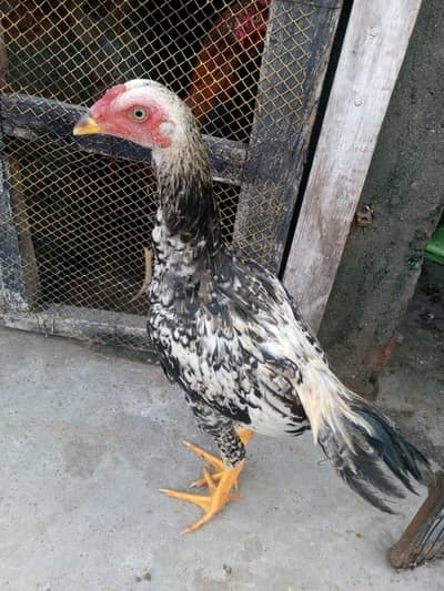 aseel Java Patta