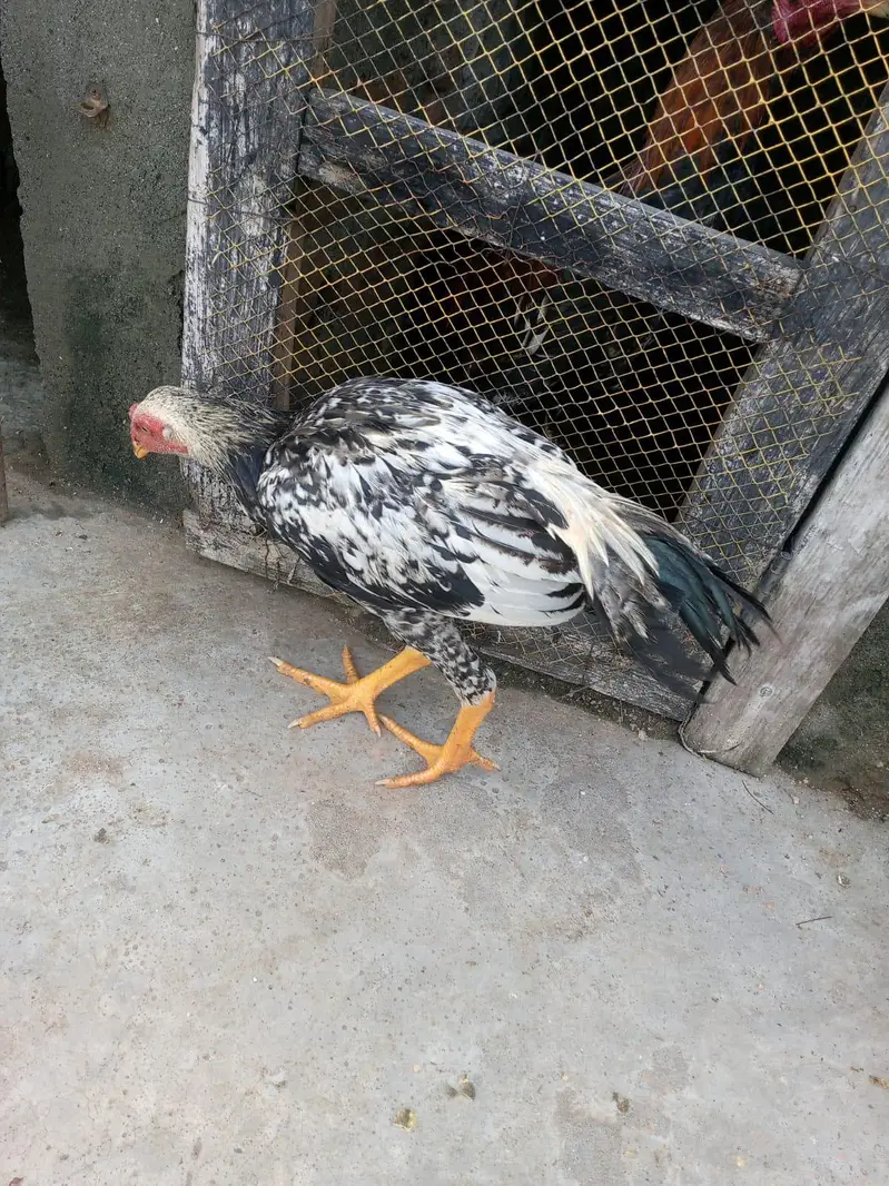 aseel Java Patta — photo 3