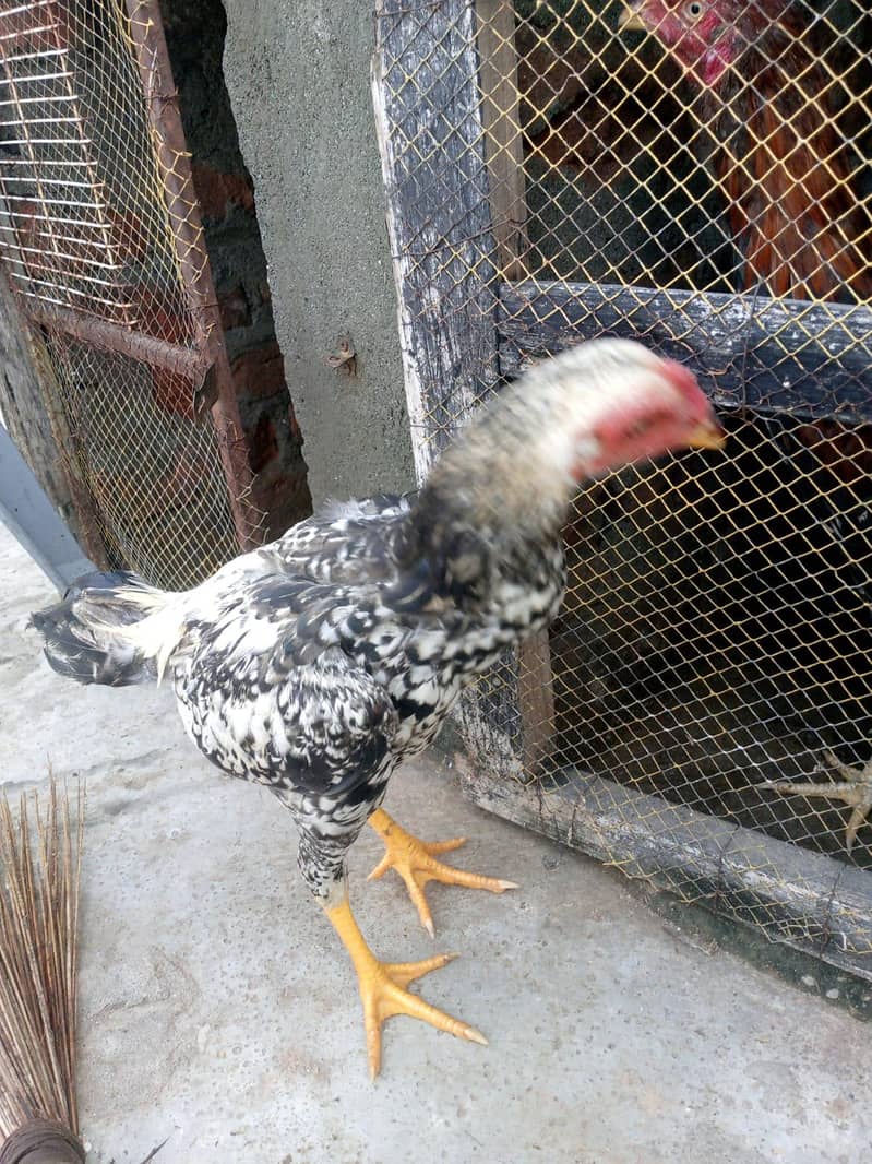 aseel Java Patta 3