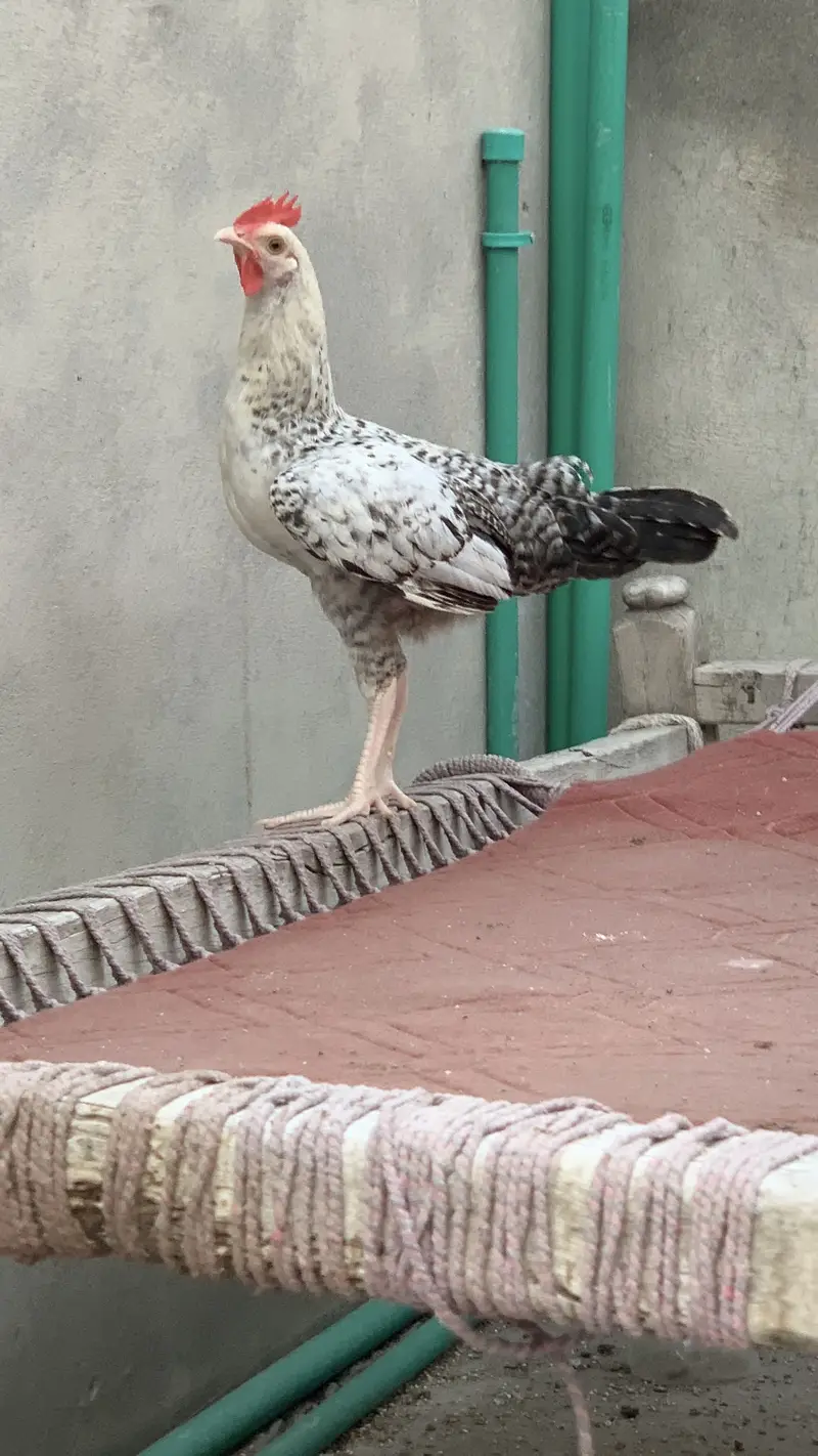 Desi Murga 5 Months Old — photo 3