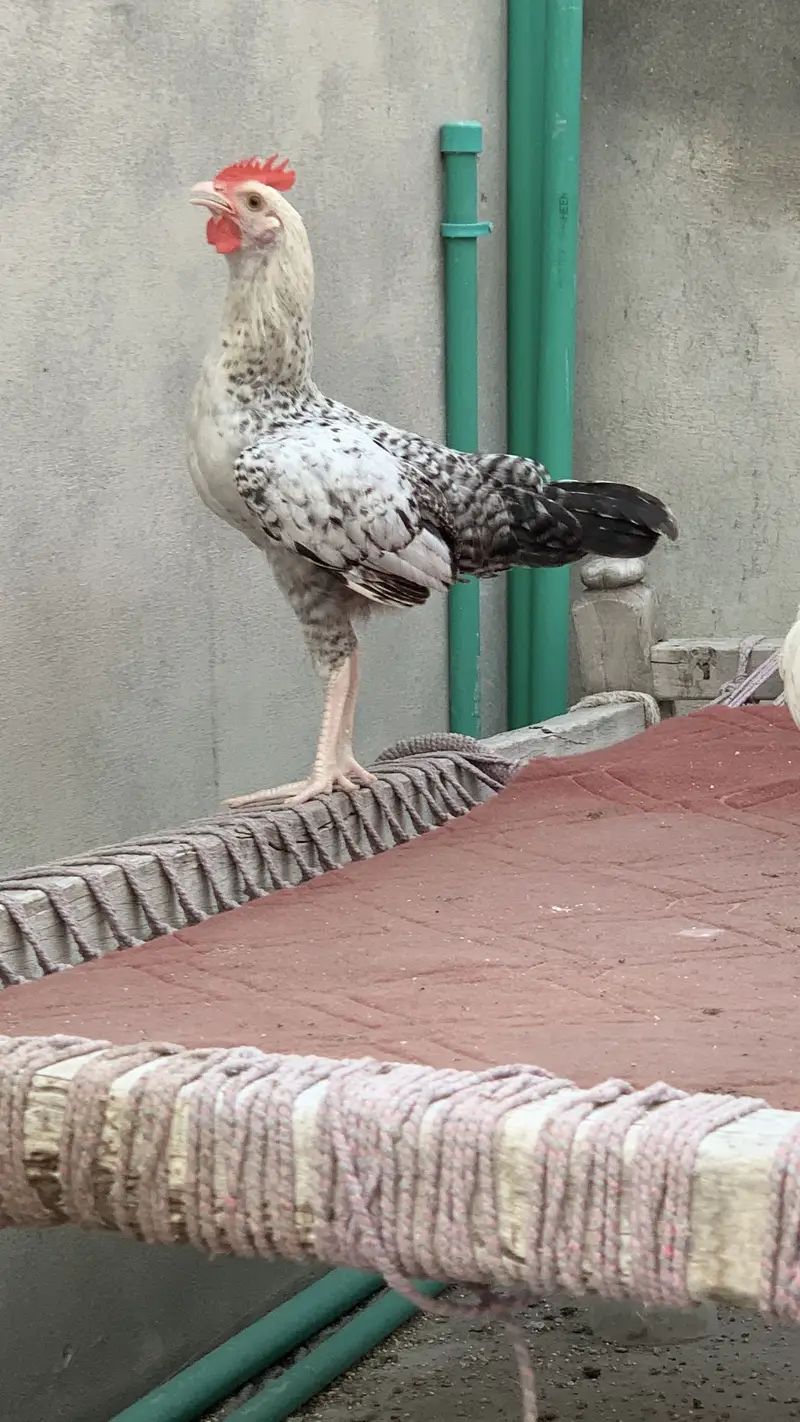 Desi Murga 5 Months Old — photo 4