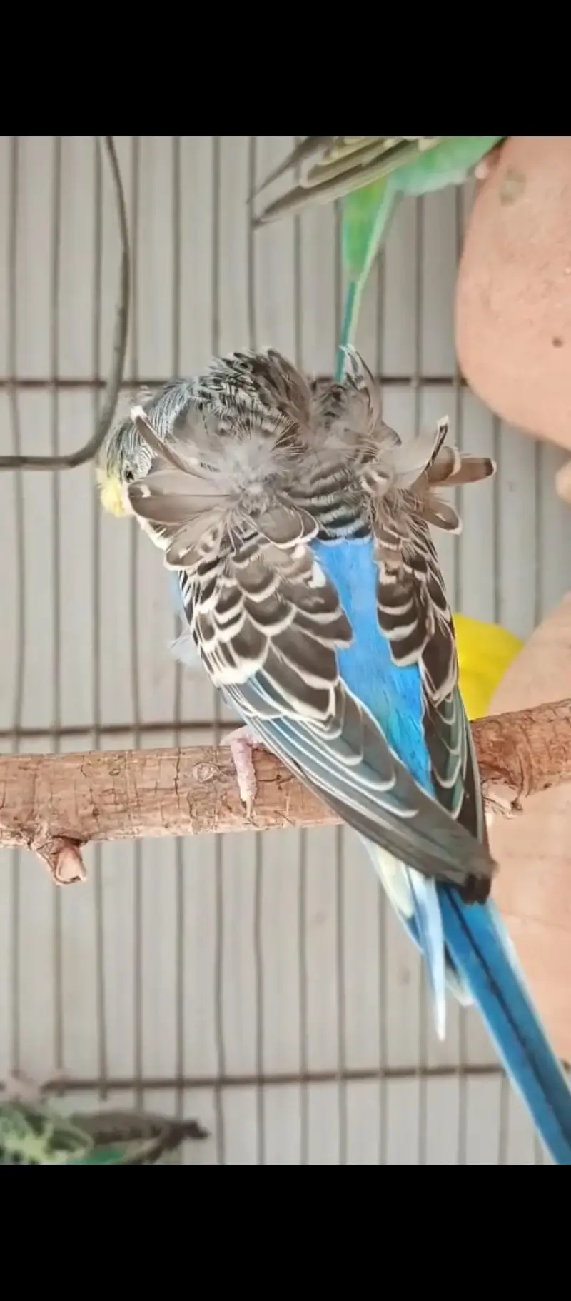 hogoromo pair — photo 2