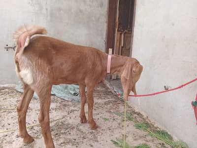 8 month goat for sale fully active and healthy home breed he