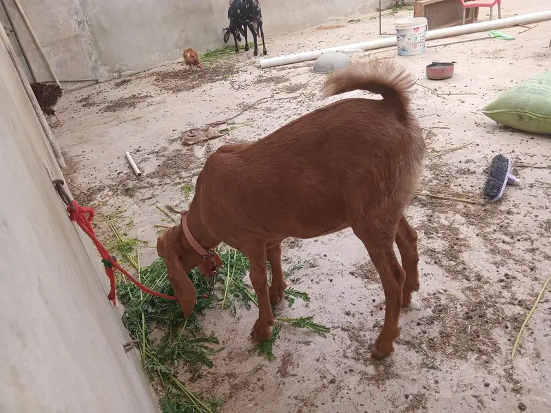 8 month goat for sale fully active and healthy home breed he — photo 2