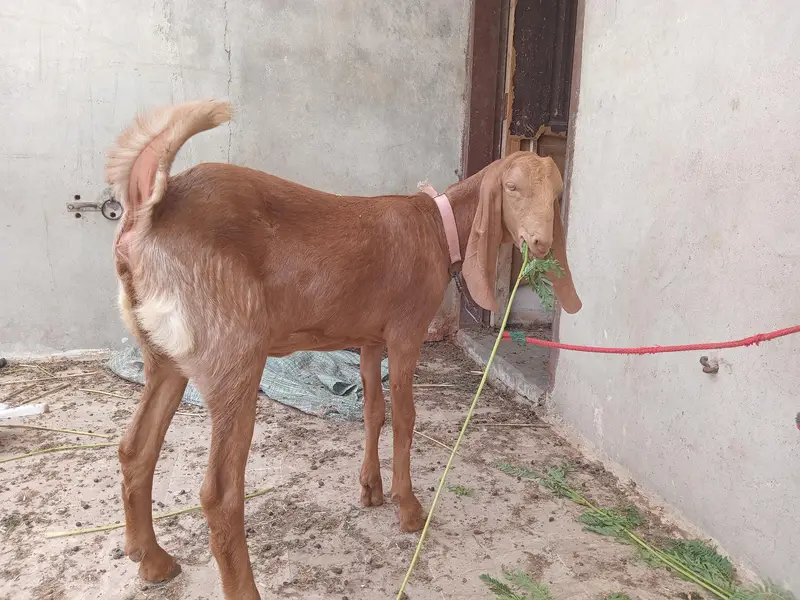 8 month goat for sale fully active and healthy home breed he — photo 3