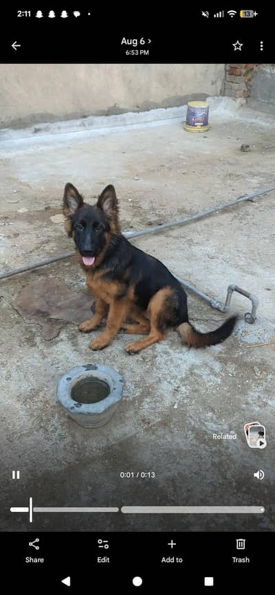 German Shepherd Female Puppy – Long Coat, Black Mask, Vaccinated