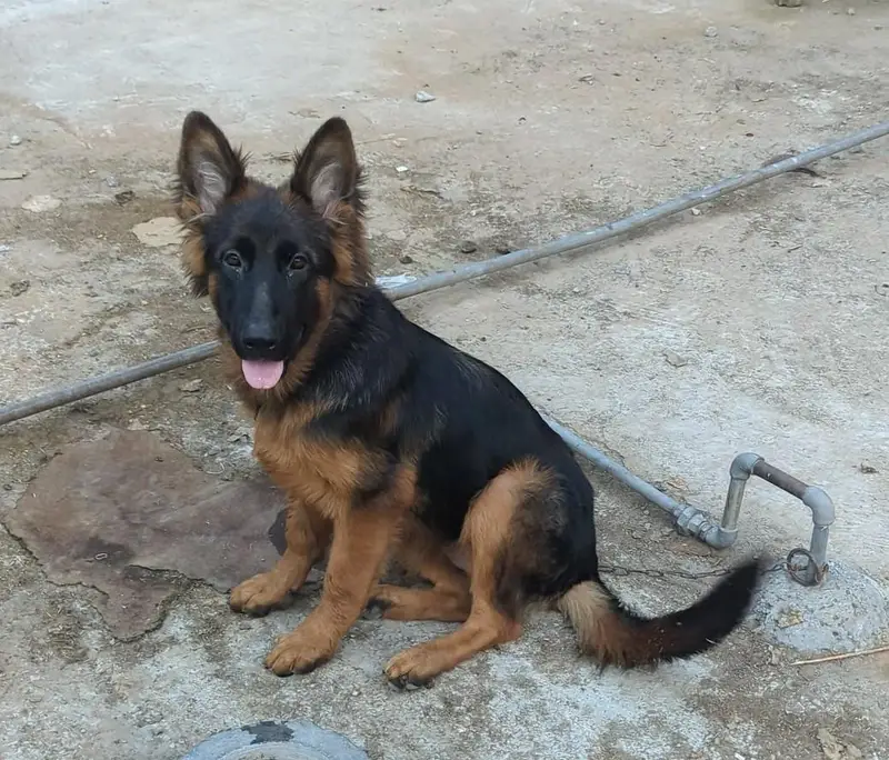 German Shepherd Female Puppy – Long Coat, Black Mask, Vaccinated — photo 2