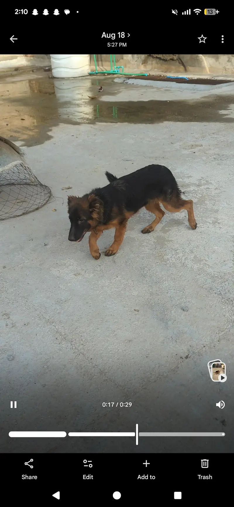 German Shepherd Female Puppy – Long Coat, Black Mask, Vaccinated — photo 3