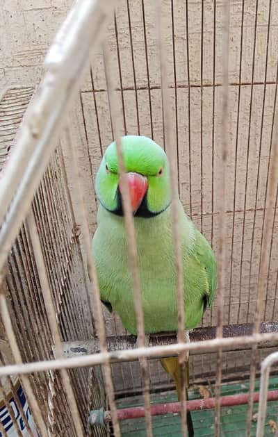 Ringneck male parrot for sale