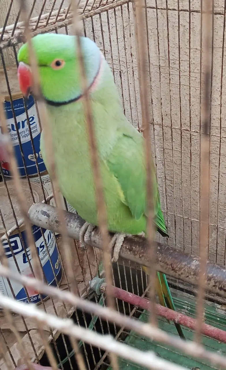 Ringneck male parrot for sale — photo 2