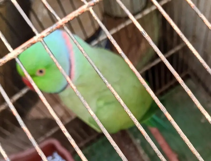 Ringneck male parrot for sale — photo 3