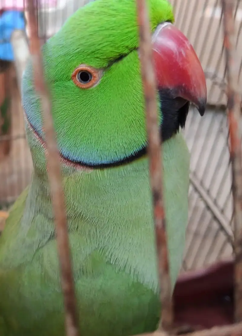 Ringneck male parrot for sale — photo 4