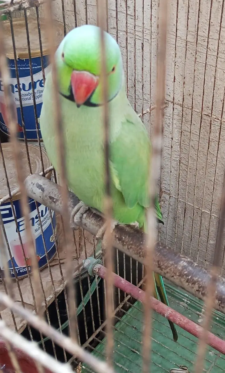 Ringneck male parrot for sale — photo 5