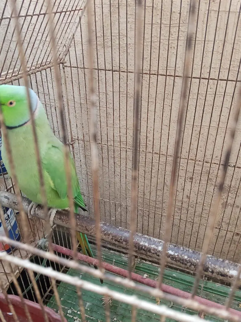 Ringneck male parrot for sale — photo 6