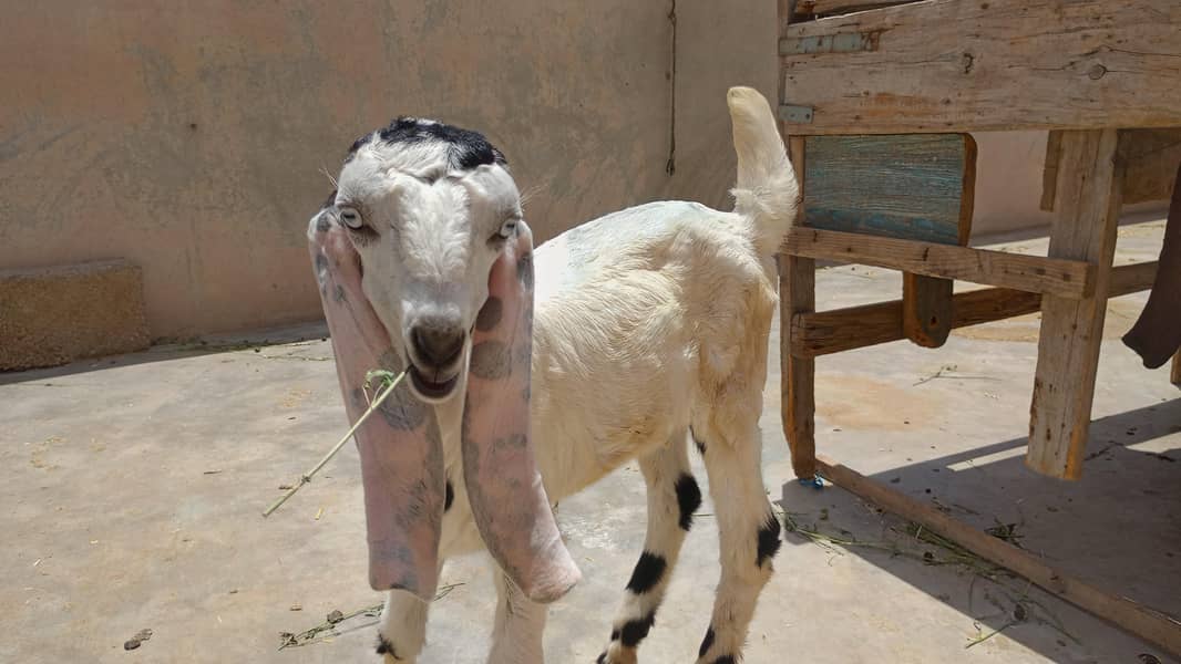 bakri 0