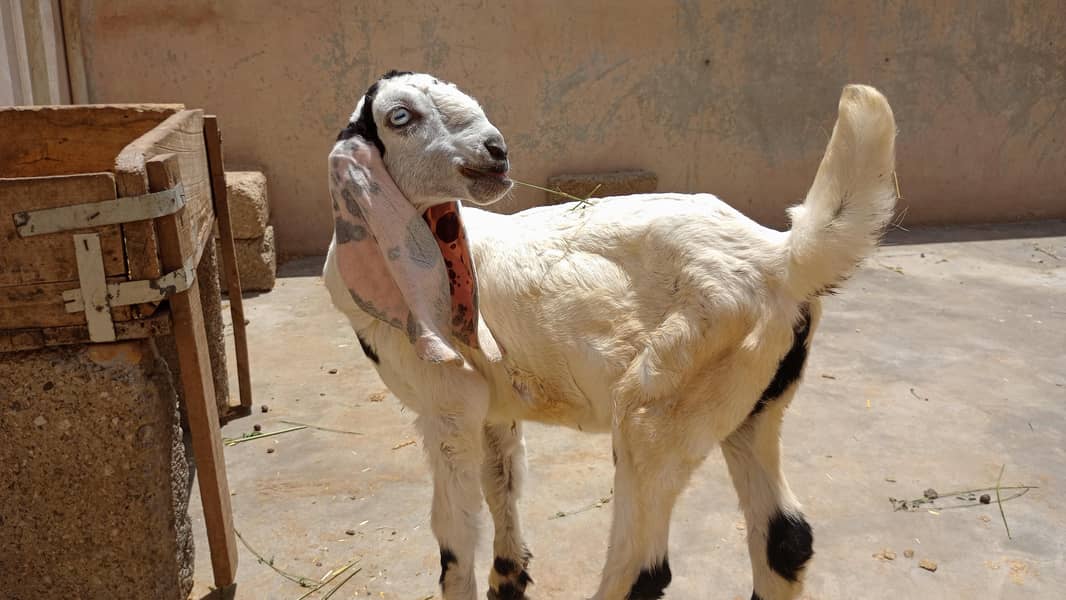 bakri 2