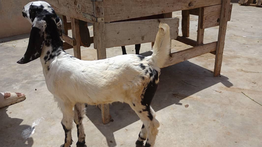 bakri 3