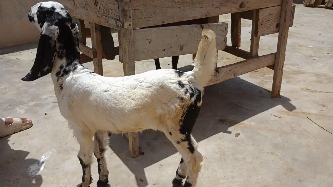 bakri — photo 4