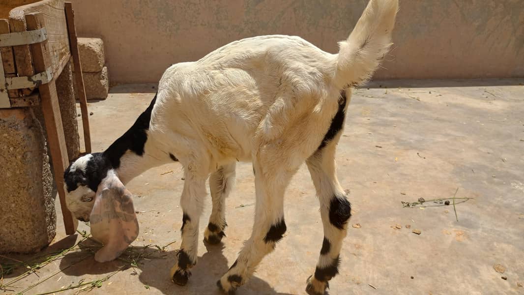 bakri 4