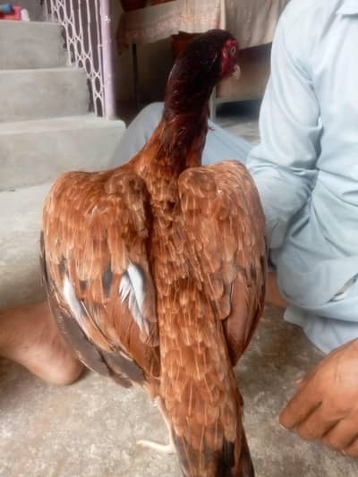 kio masla na ha bhai