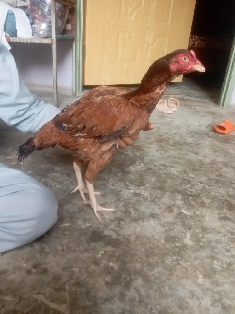 kio masla na ha bhai — photo 2