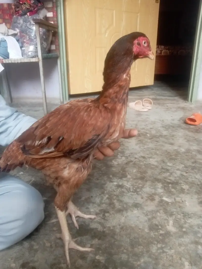 kio masla na ha bhai — photo 3