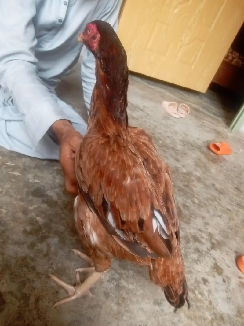 kio masla na ha bhai — photo 4