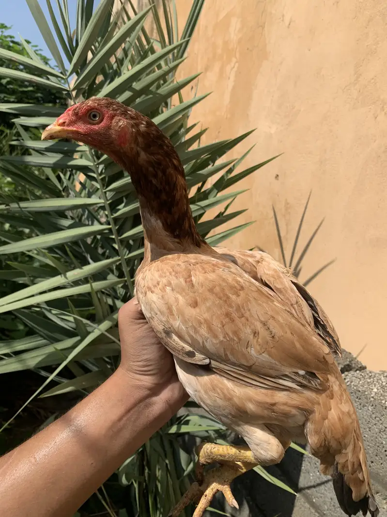 Aseel murguya — photo 9