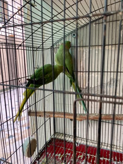 Ringneck
