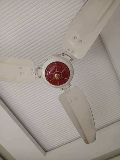 Royal Fan for Sale
