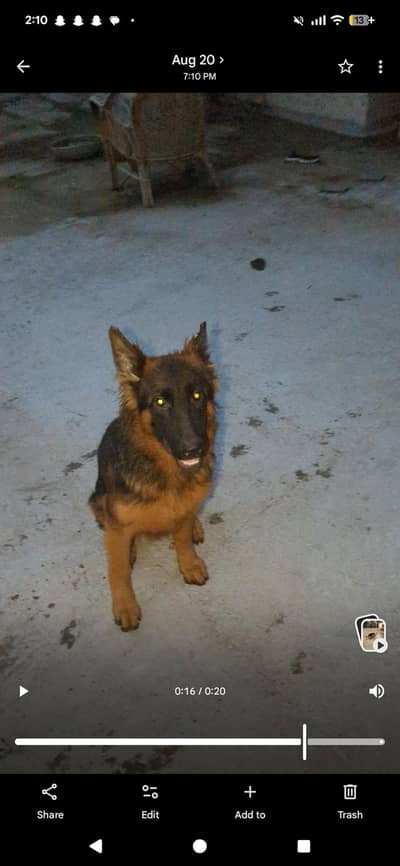German Shepherd Female Puppy – Long Coat, Black Mask, Vaccinated