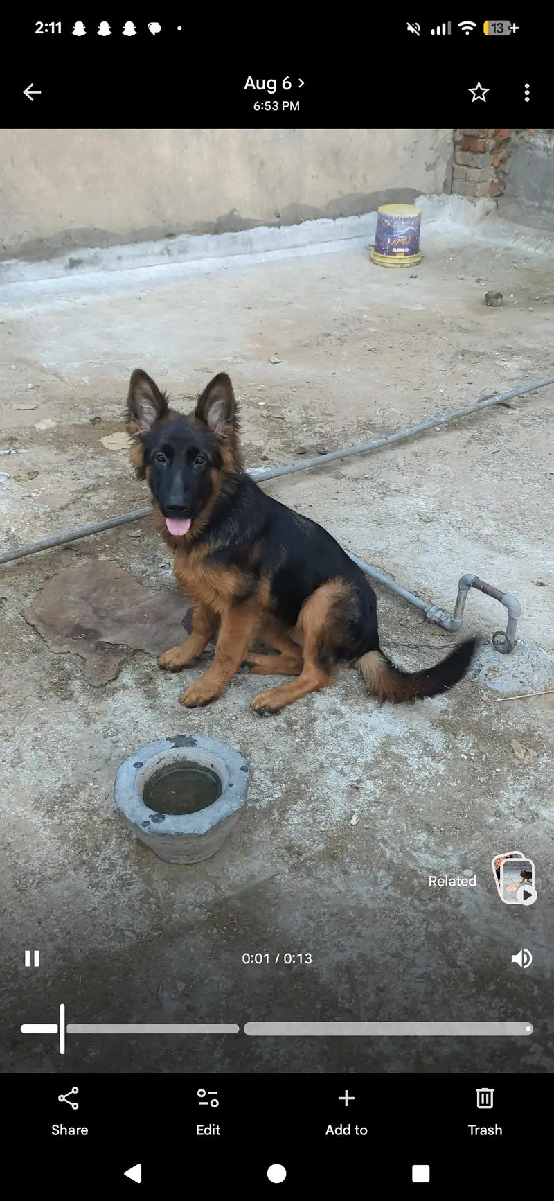 German Shepherd Female Puppy – Long Coat, Black Mask, Vaccinated — photo 2