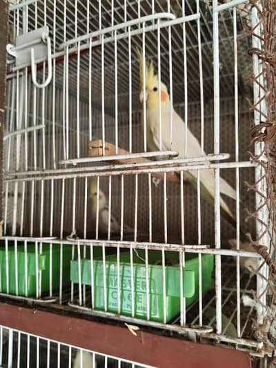 cockatiel
