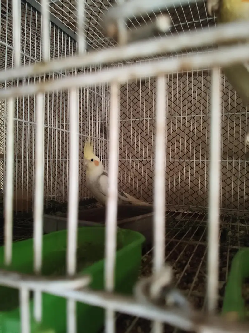cockatiel — photo 2