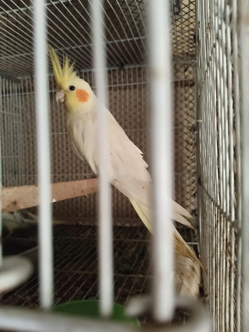 cockatiel — photo 3