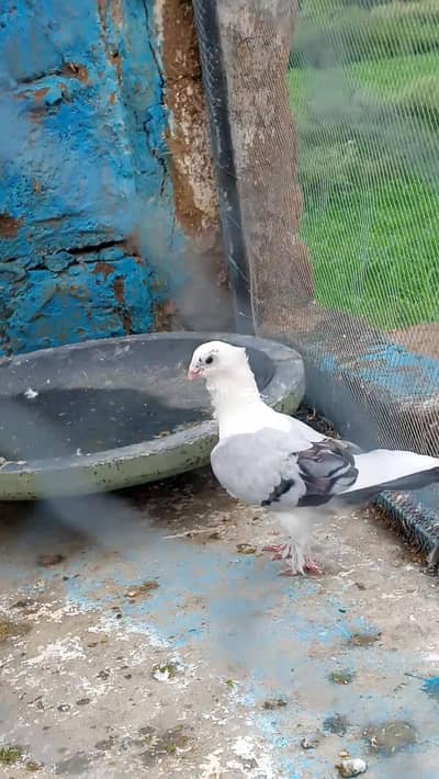 fancy pigeon